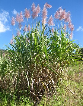 Общий вид группы цветущих растений, Мозамбик