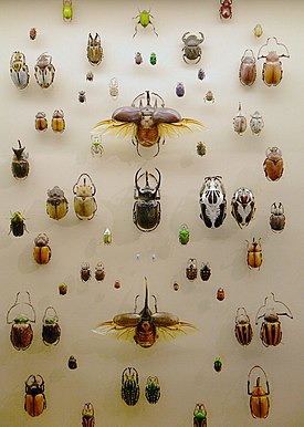 Коллекция тропических жуков из Музея Виктории и Альберта (Лондон).