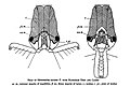 Odontomachus