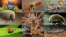 1-й ряд: паук Phidippus mystaceus, ложноскорпион, скорпион Hottentotta tamulus; 2-й ряд: собачий клещ (Ixodida), фрин Heterophrynus, тромбидиформный клещ Aceria anthocoptes; 3-й ряд: сенокосец, сольпуга Galeodes caspius, телифон