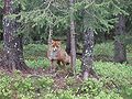 Рыжая лисица, Норвегия