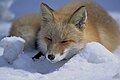 Лисица, спящая на снегу