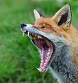 Зевание лисицы, обратите внимание на пасть