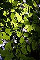 Хлорофилл придаёт листьям зелёный цвет и поглощает свет при фотосинтезе