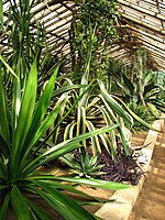 Коллекция агав в субтропической оранжерее в Ботаническом саду Санкт-Петербурга