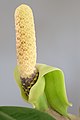 Соцветие Замиокулькаса замиелистного (Zamioculcas zamiifolia)