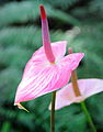 Flamingo Lily (Anthurium andraeanum) at the United States Botanic Garden