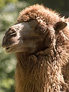 Густая шерсть верблюда — одно из многих приспособлений, помогающих ему в условиях пустыни.
