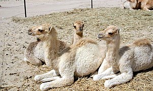 Одомашненные верблюжата лежат в положении лежа на груди, что способствует потере тепла