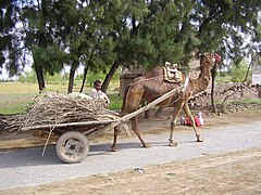 Верблюд, служащий тягловым животным[en] в Пакистане (2009)