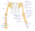 Диаграмма кости руки человека.