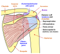 Диаграмма плечевого сустава человека.