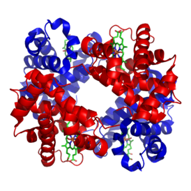 Структура человеческого гемоглобина. "'α"' и "'β"' субъединицы выделены красным и синим соответственно, а железосодержащий гем группы в зеленом цвете. Из PDB [http://www.rcsb.org/pdb/explore/explore.do?structureId=1GZX 1GZX