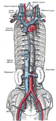 Верхняя и нижняя полые вены, непарная вена и их притоки (окрашены голубым).