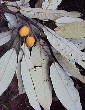 Ветвь с плодами Myristica dactyloides