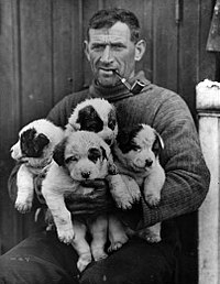 Том Крин с щенками ездовой собаки, 1915, фотография Фрэнка Хёрли