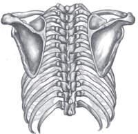 Задний вид грудной клетки и плечевого пояса (Лопатки видны по обеим сторонам.)
