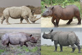 1-й столбец: белый носорог, чёрный носорог; 2-й столбец: суматранский носорог, индийский носорог.