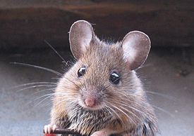 Лесная мышь (Apodemus sylvaticus)