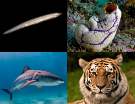 Сверху: европейский ланцетник (бесчерепные), Polycarpa aurata (оболочники); Снизу: тигровая акула, тигр (позвоночные)