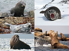 1-й столбец: новозеландский морской котик, длинномордый тюлень, морж; 2-й столбец: южный морской слон, сивуч