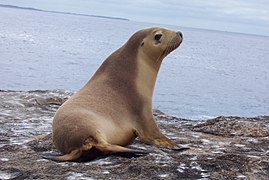 Представитель ушастых тюленей — Австралийский морской лев (Neophoca cinerea Péron, 1816) (Otarioidea: Otariidae)