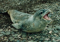 Представитель настоящих тюленей — Морской леопард (Hydrurga leptonyx Blainville, 1820) (Phocoidea: Phocidae)