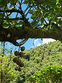 Ficus mauritiana