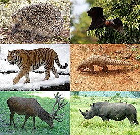 1-й ряд: обыкновенный ёж (насекомоядные), летучая лисица Лиля (рукокрылые); 2-й ряд: тигр (хищные), индийский ящер (панголины); 3-й ряд: благородный олень (китопарнокопытные), белый носорог (непарнокопытные)