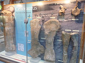 Ископаемые остатки цетиозавра в Оксфордском музее Естественной истории