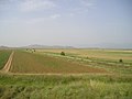 Прилепское поле — северная часть Пелагонии