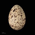 яйцо Onychoprion fuscatus - Тулузский музеум