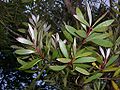 Melaleuca quinquenervia (чайное дерево, листья)