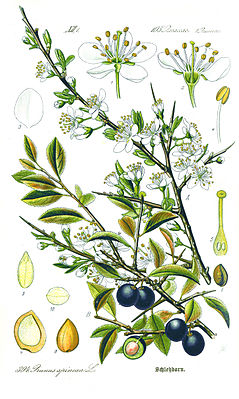 Ботаническая иллюстрация из книги О. В. Томе Flora von Deutschland, Österreich und der Schweiz, 1885 Тёрн, или слива колючая — вид секции Prunus