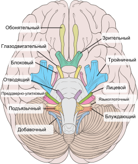 Схема мозга, ствола мозга и черепных нервов