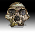 Череп Australopithecus africanus (2,1 млн л. н.). «Миссис Плез»[en]