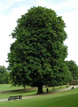 Конский каштан обыкновенный. Общий вид дерева (Колчестер, юго-восток Англии)