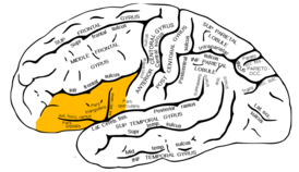 Нижняя лобная извилина головного мозга человека