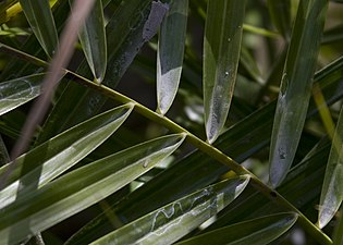 Перистораздельные листья финиковой пальмы, расположенные под углом к черенку