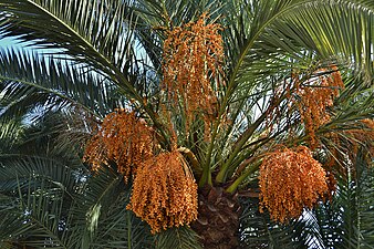 Зреющие плоды финиковой пальмы. Гагра. Абхазия
