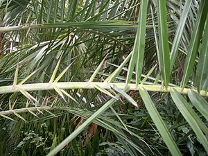 Характерные для финиковых пальм листья, метаморфировавшие в шипы