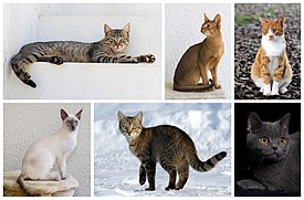 Разнообразие кошек