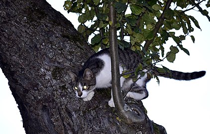 Кошка в засаде на дереве