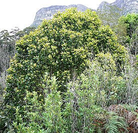 Общий вид растения, Столовая гора, ЮАР
