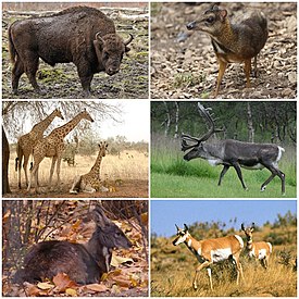 1-й ряд: зубр (полорогие), яванский оленёк (оленьковые); 2-й ряд: западноафриканские жирафы (жирафовые), северный олень (оленевые); 3-й ряд: кабарга (кабарговые), вилорог (вилороговые)
