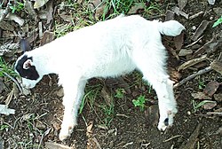 Козлёнок обморочной козы в состоянии обморока