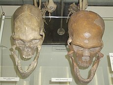 Череп неандертальца справа