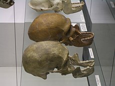 Черепа неандертальского человека и современного долихоцефала