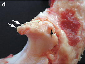 На этом крупнопатологическом образце кабана можно увидеть небольшие краевые остеофиты (стрелки) processus anconeus на локтевой кости.