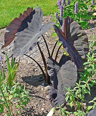 Один из культиваров колоказии: Colocasia esculenta 'Black Magic'